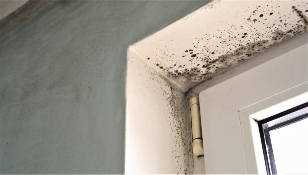 Best Mold Prevention Services  in Cedar Glen West, NJ