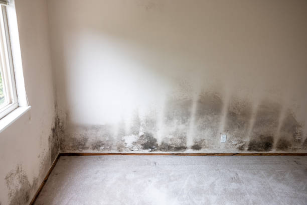 Best Mold Odor Removal Services  in Cedar Glen West, NJ